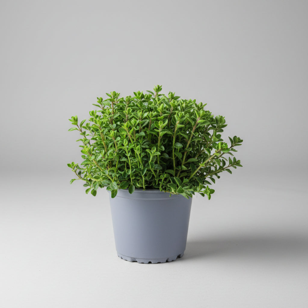 Oregano