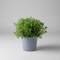 Oregano