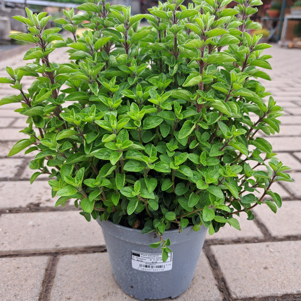 Oregano