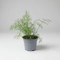 Dill