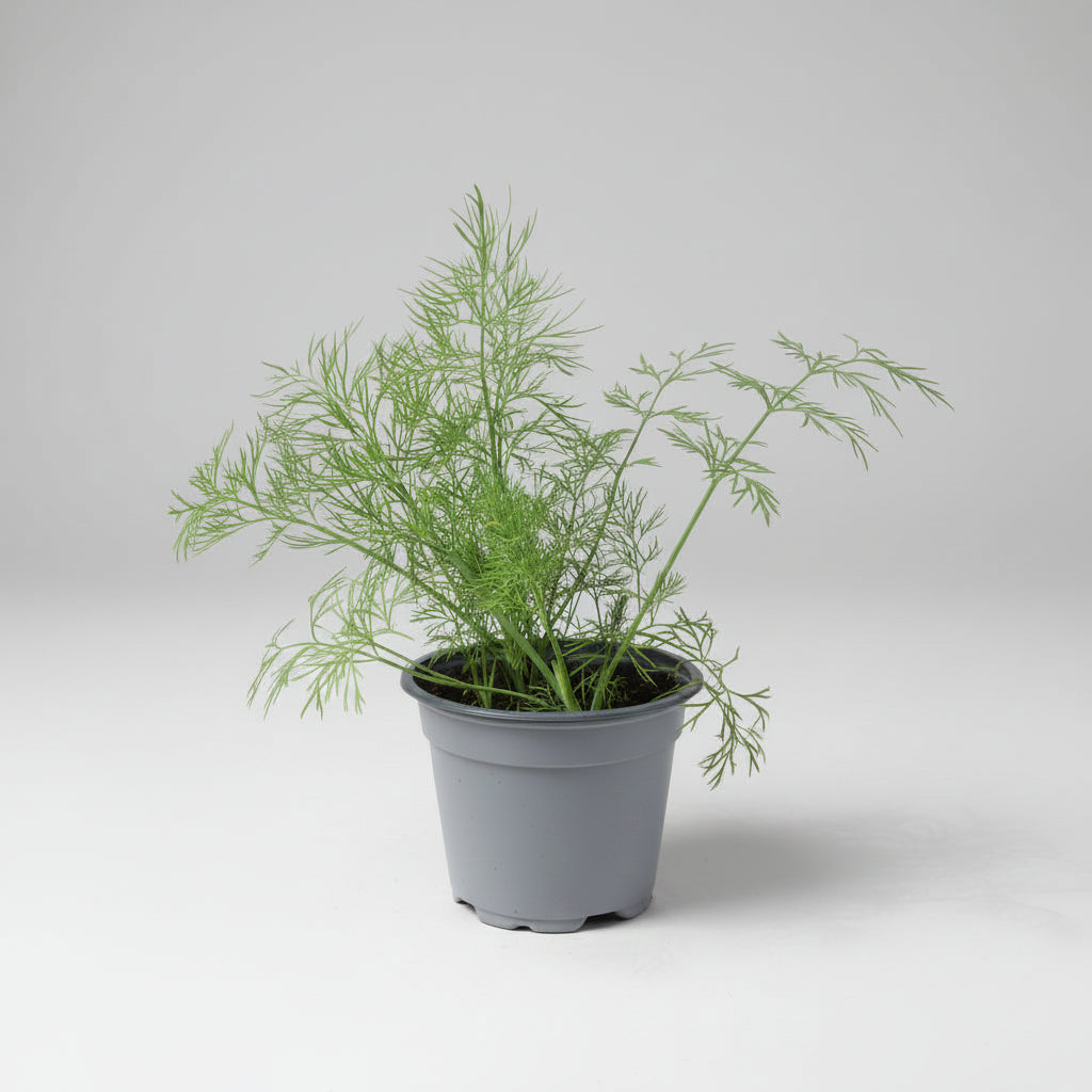 Dill