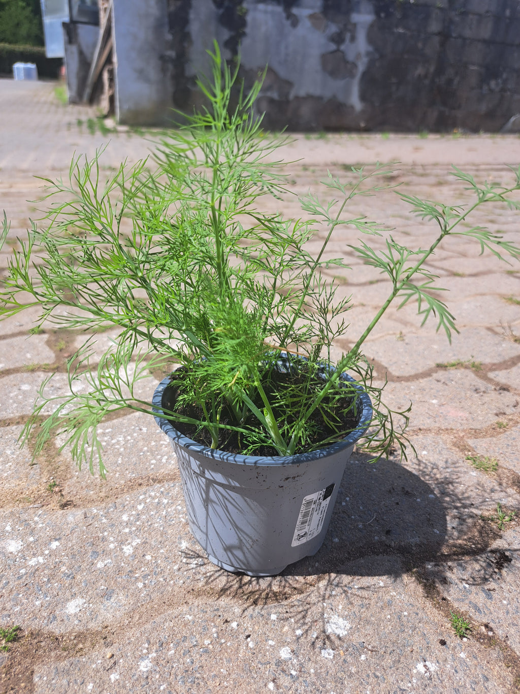 Dill
