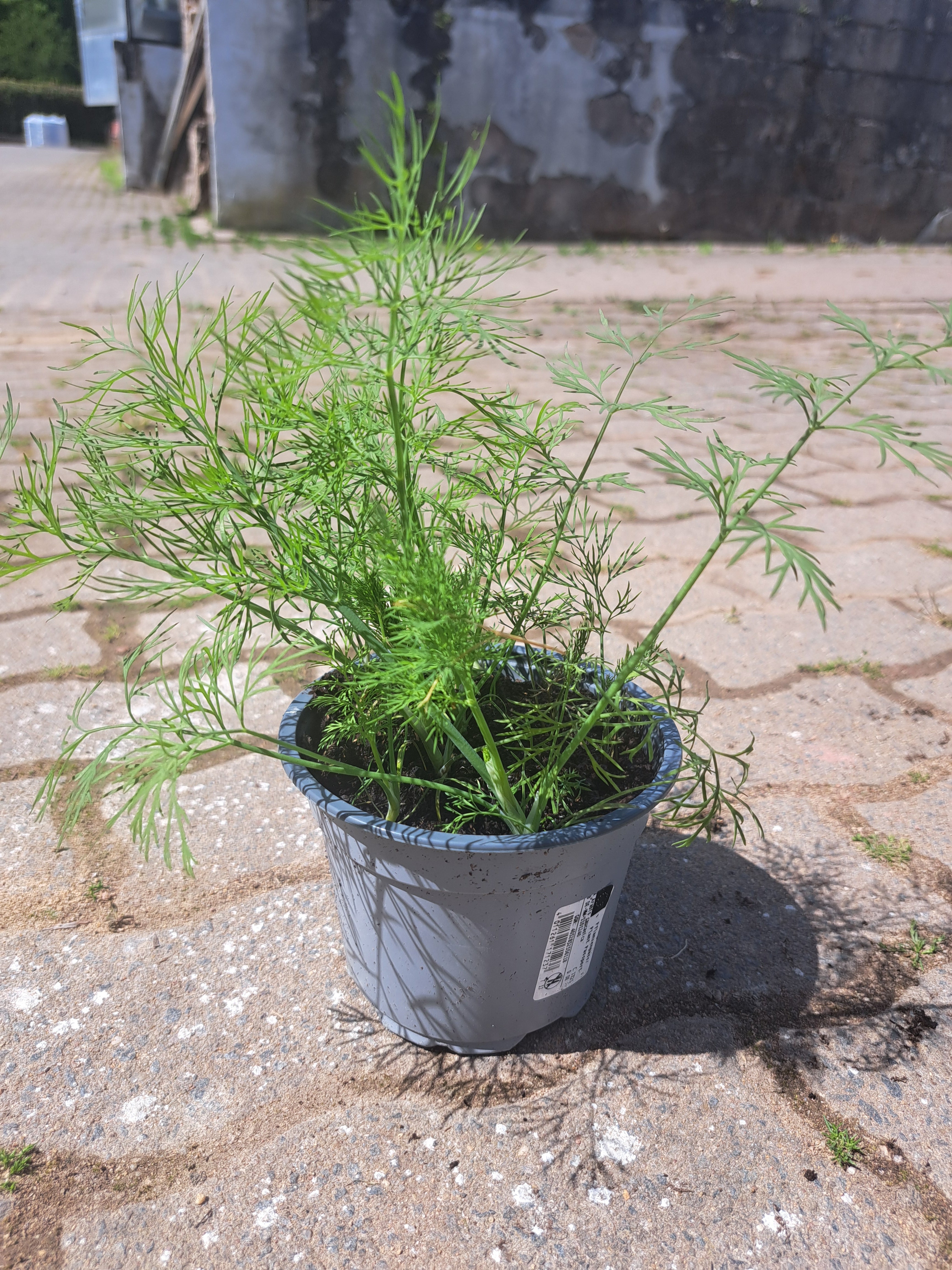 Dill
