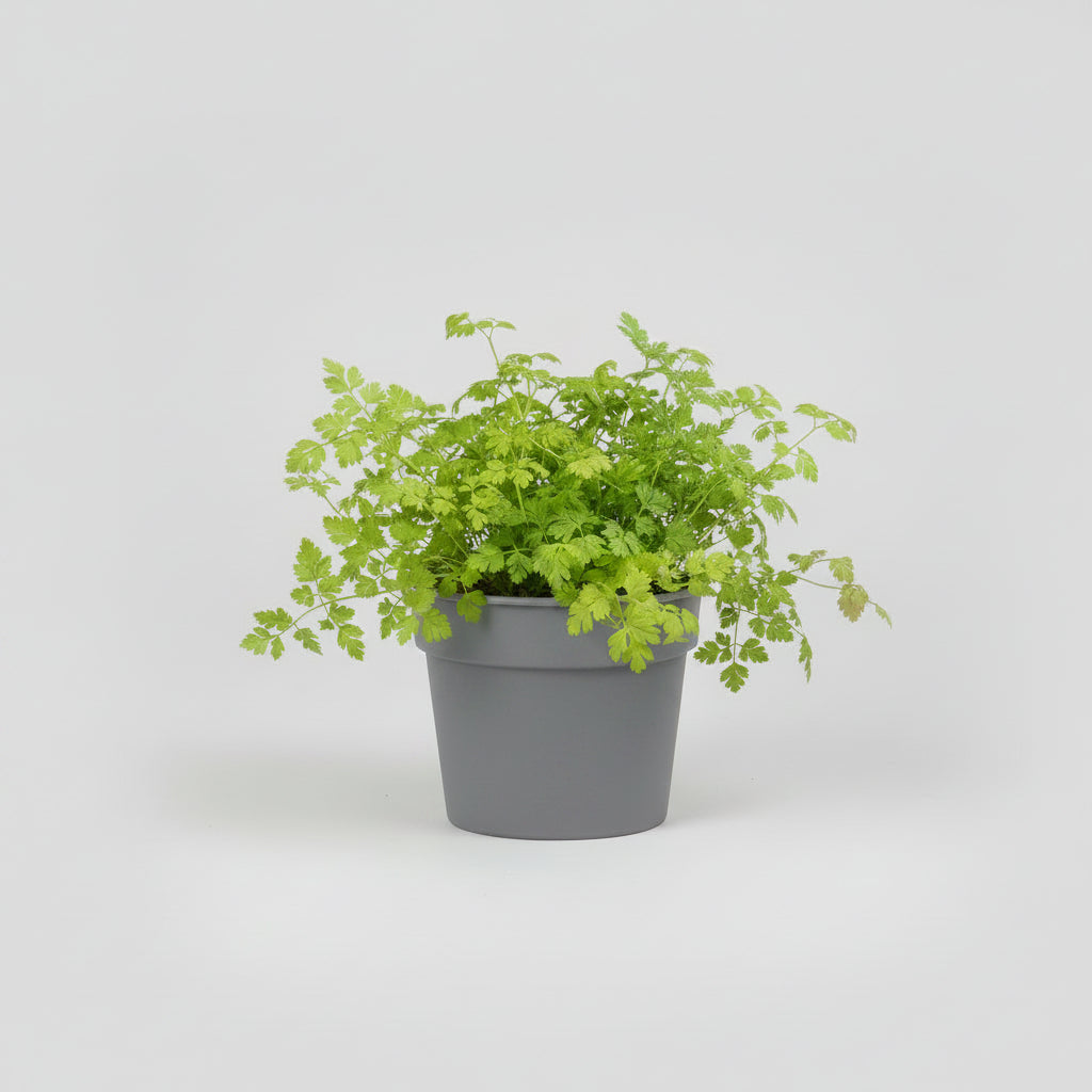 Kerbel