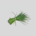 Schnittlauch (Bund 30 g+)