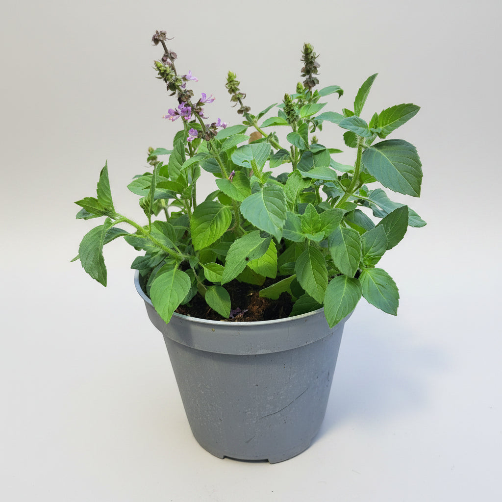 Heiliges Basilikum (Tulsi)