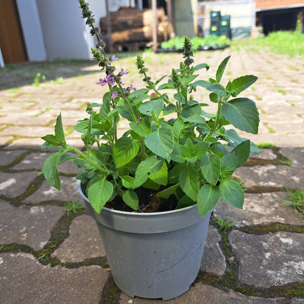Heiliges Basilikum (Tulsi)