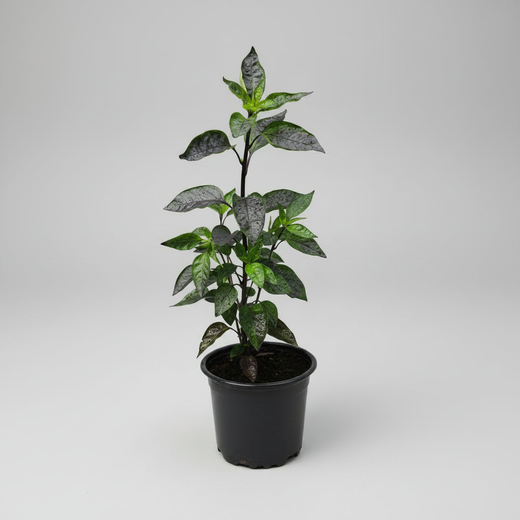 Chili Lila Luzi