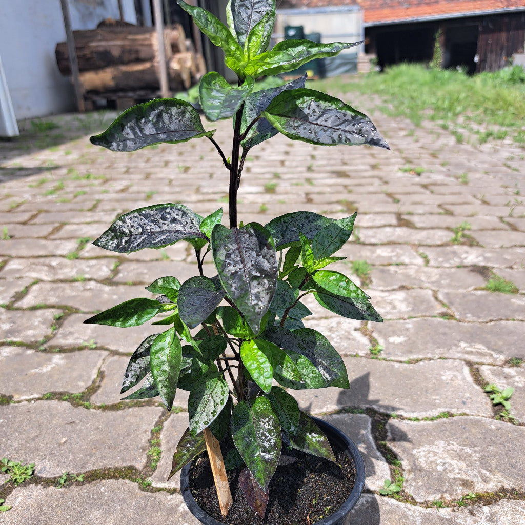 Chili Lila Luzi