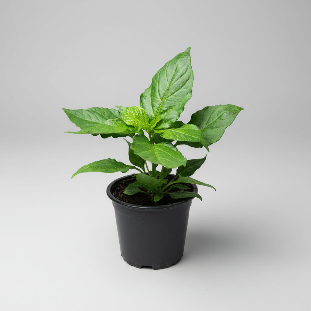 Chili Carolina Reaper Caramel