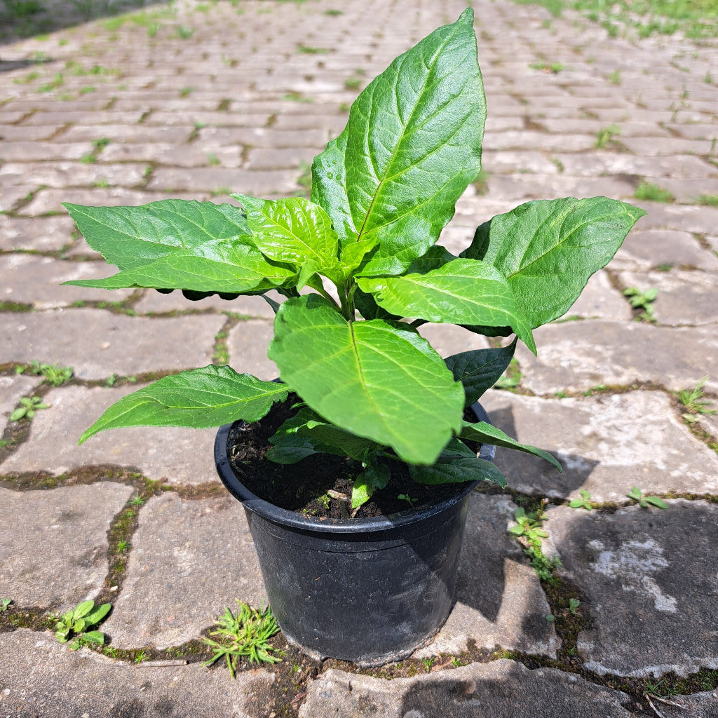 Chili Carolina Reaper Caramel
