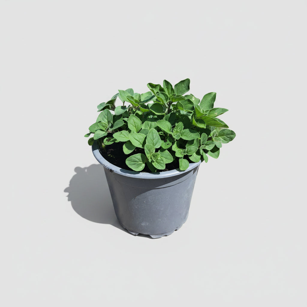 Griechischer Oregano