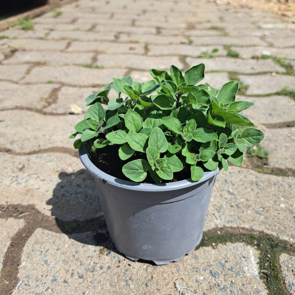 Griechischer Oregano