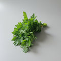 Petersilie glatt (Bund 40 g+)