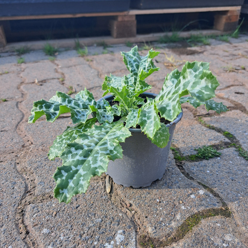Mariendistel