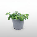 Bio-Oregano