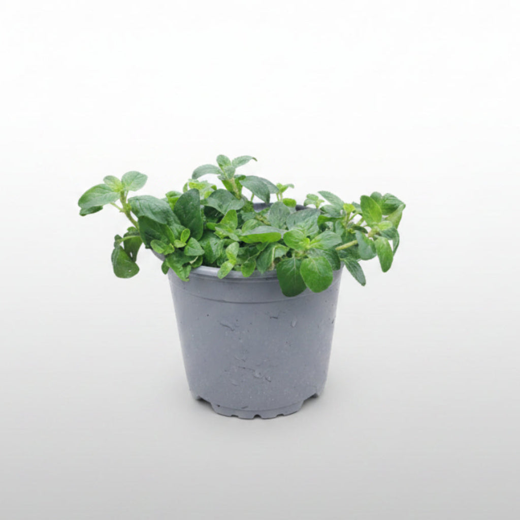 Bio-Oregano