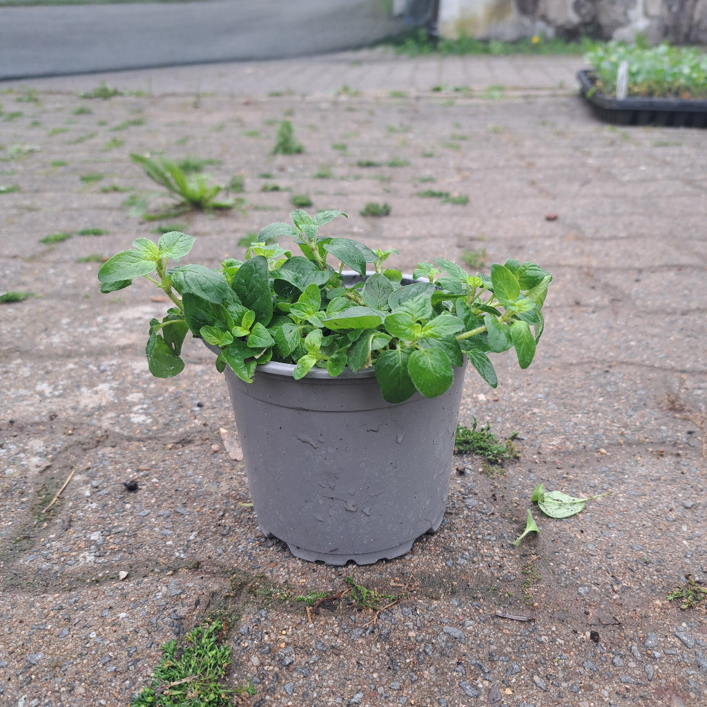 Bio-Oregano