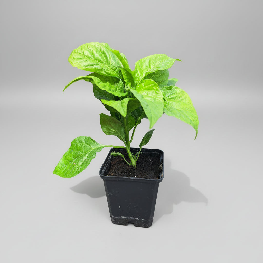 Chili 7 Pot Congo Chocolate