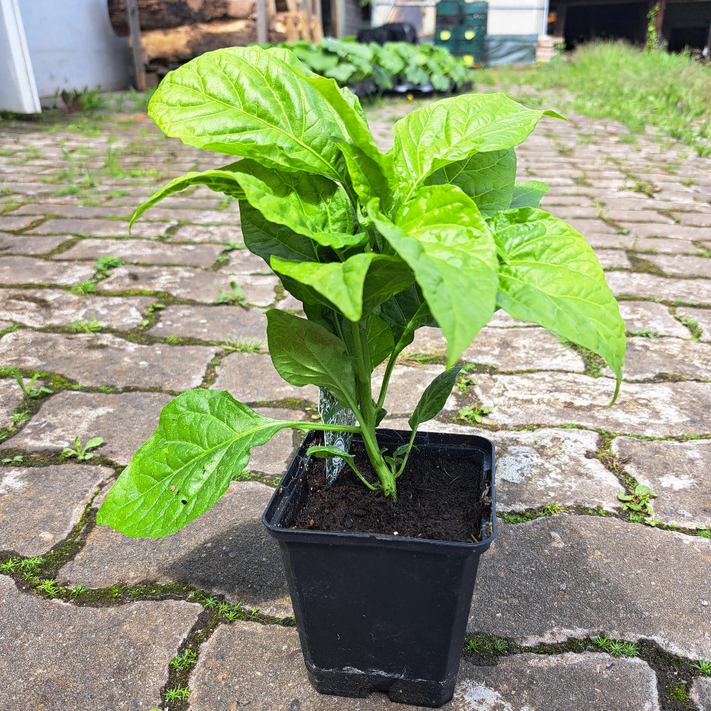 Chili 7 Pot Congo Chocolate