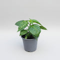 Habanero Orange