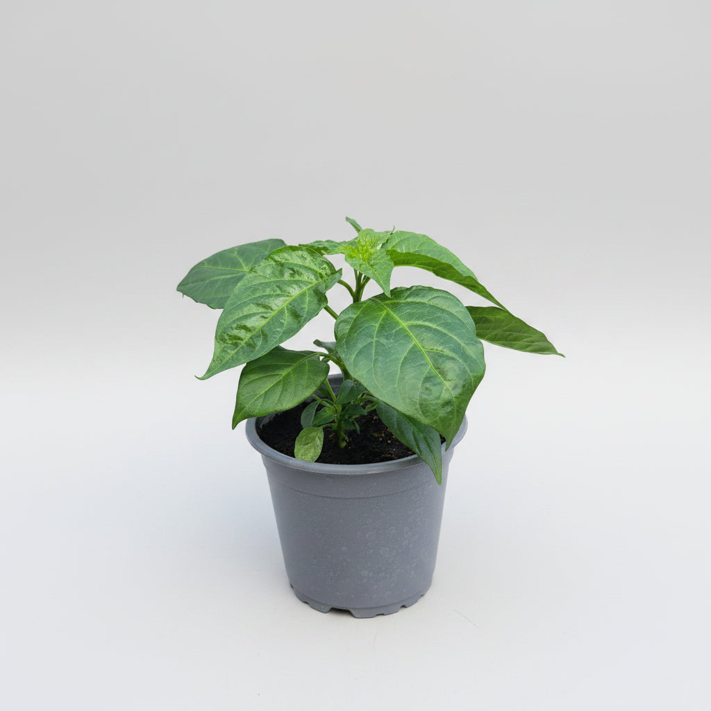 Habanero Orange