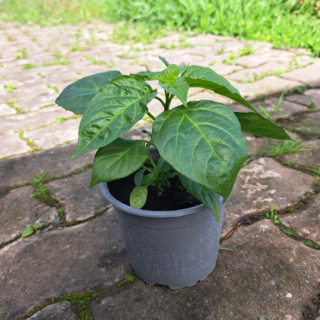 Habanero Orange