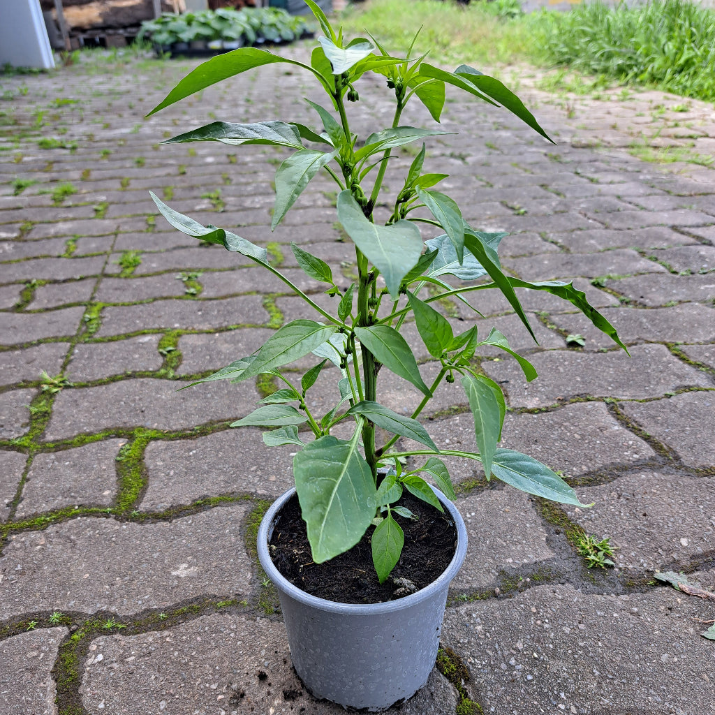 Türkischer Gewürzpaprika