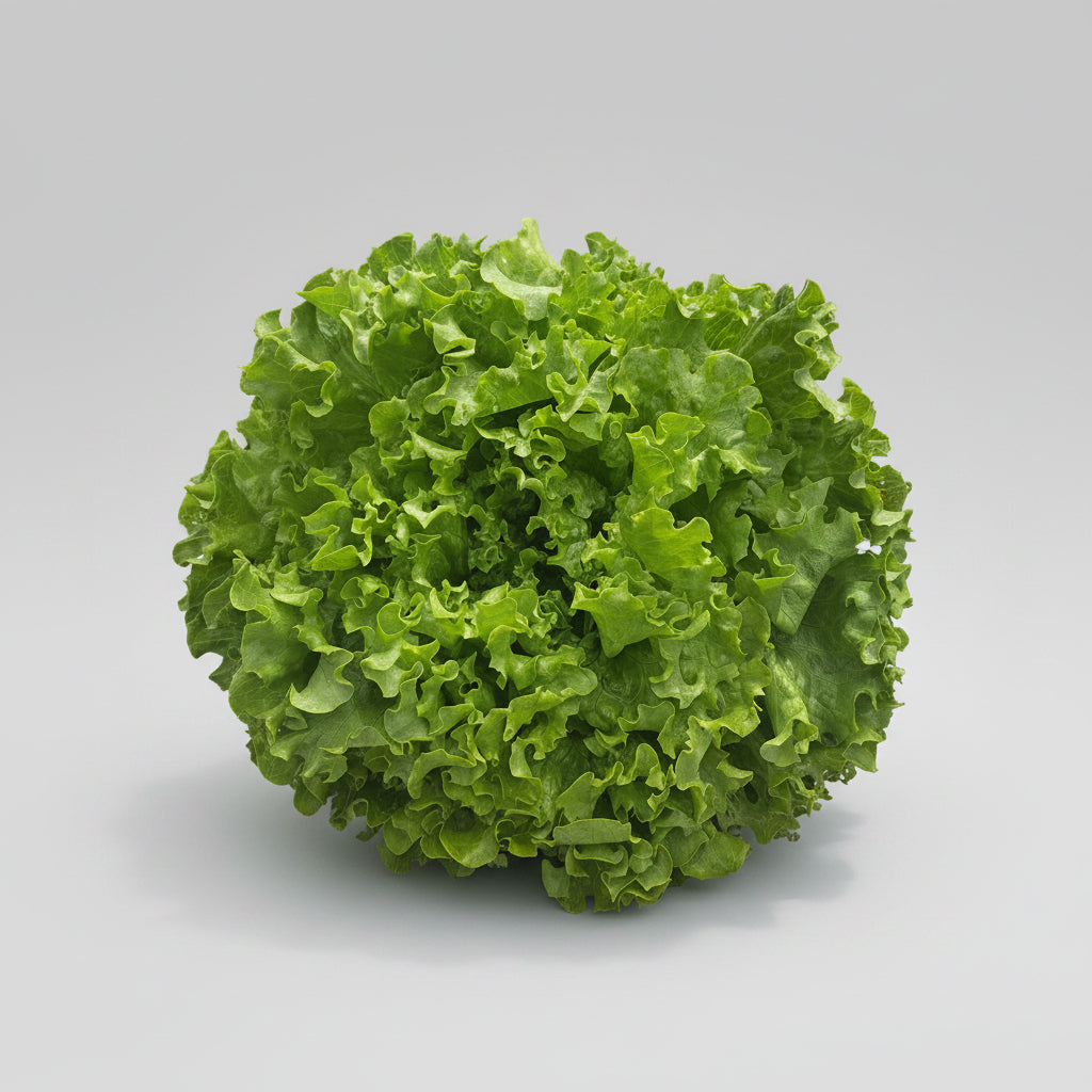 Salat Lollo Bionda