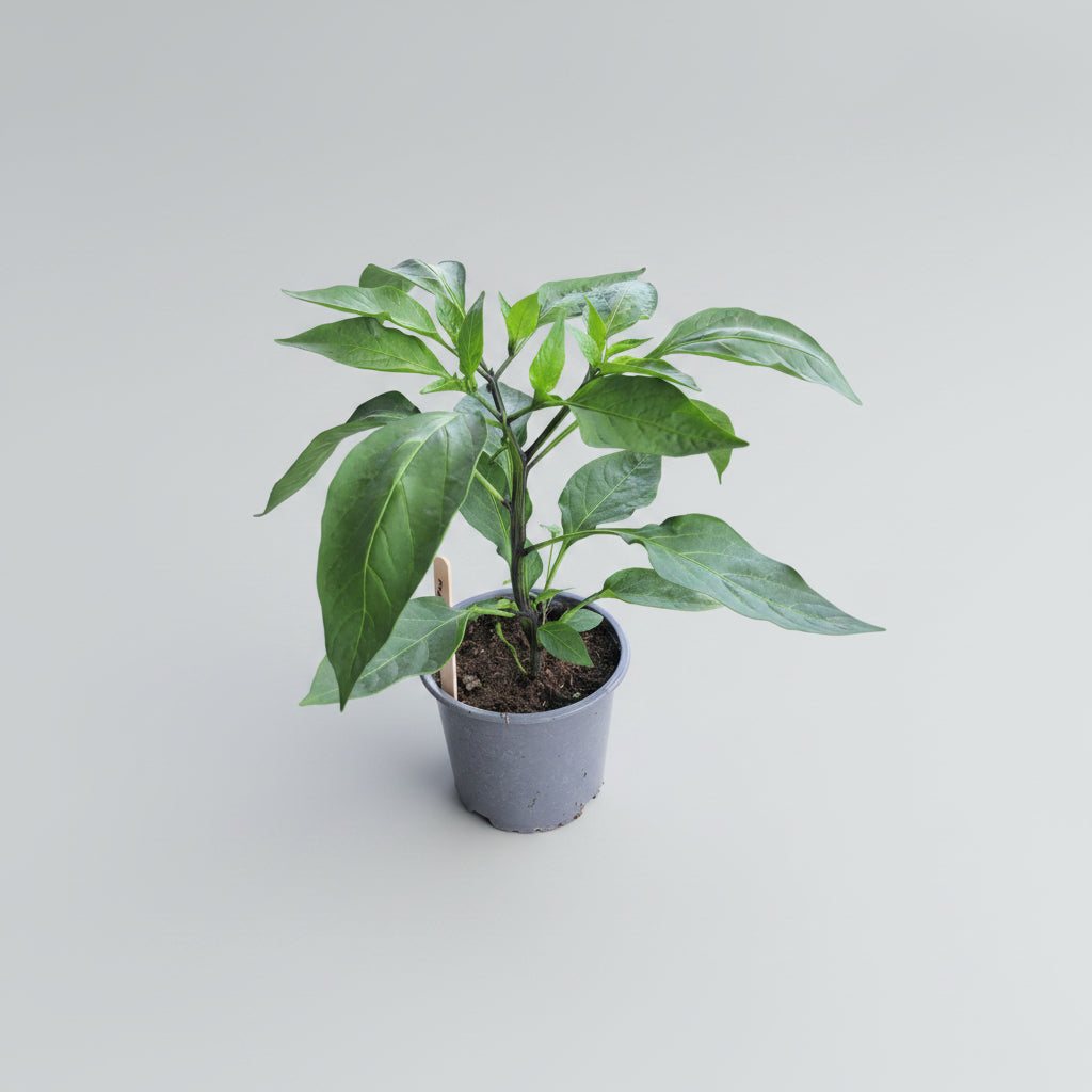 Lemon Spice Jalapeño