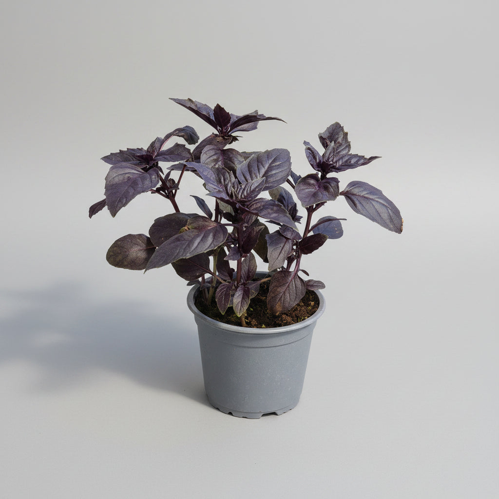 Rotes Basilikum