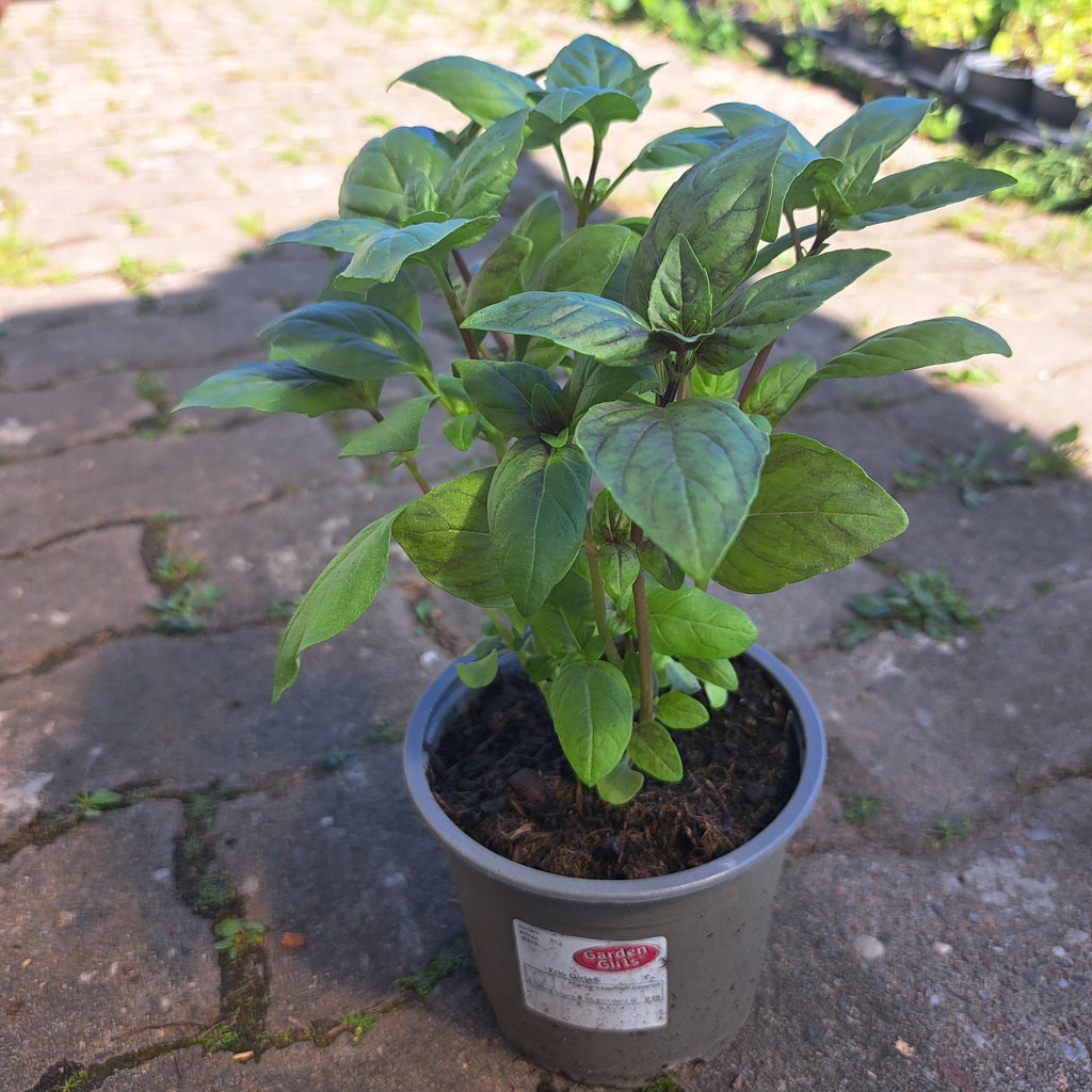 Basilikum "Albahaca"