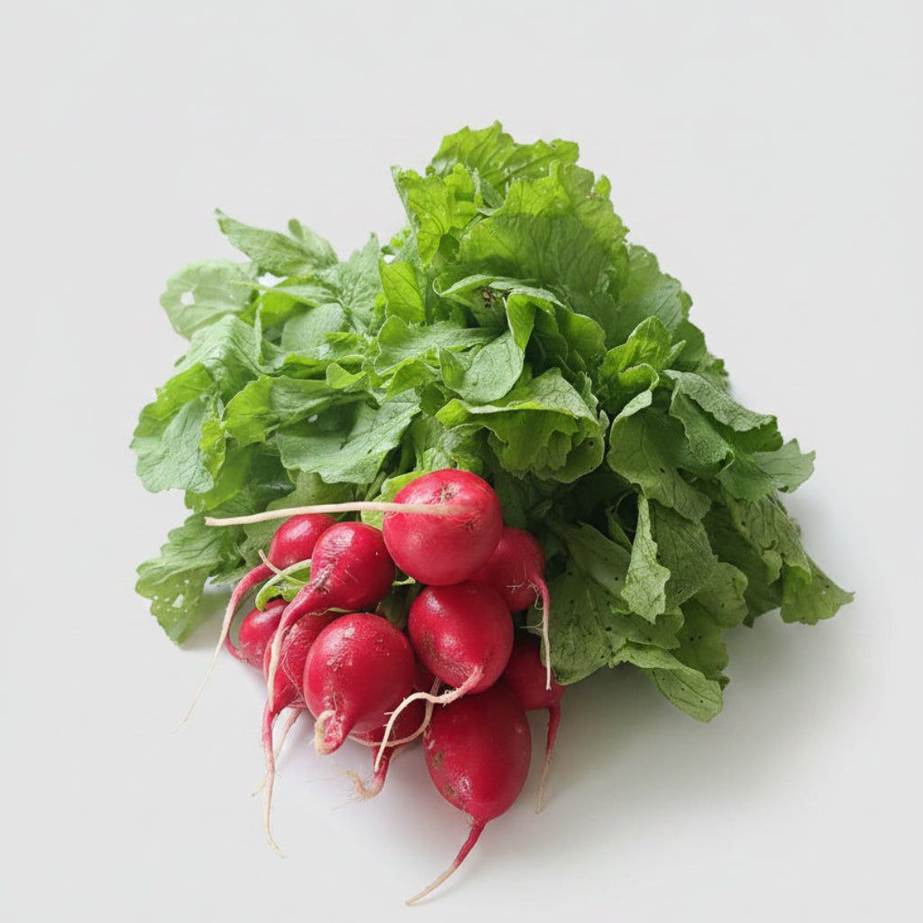Rote Radieschen "Saxa 2"