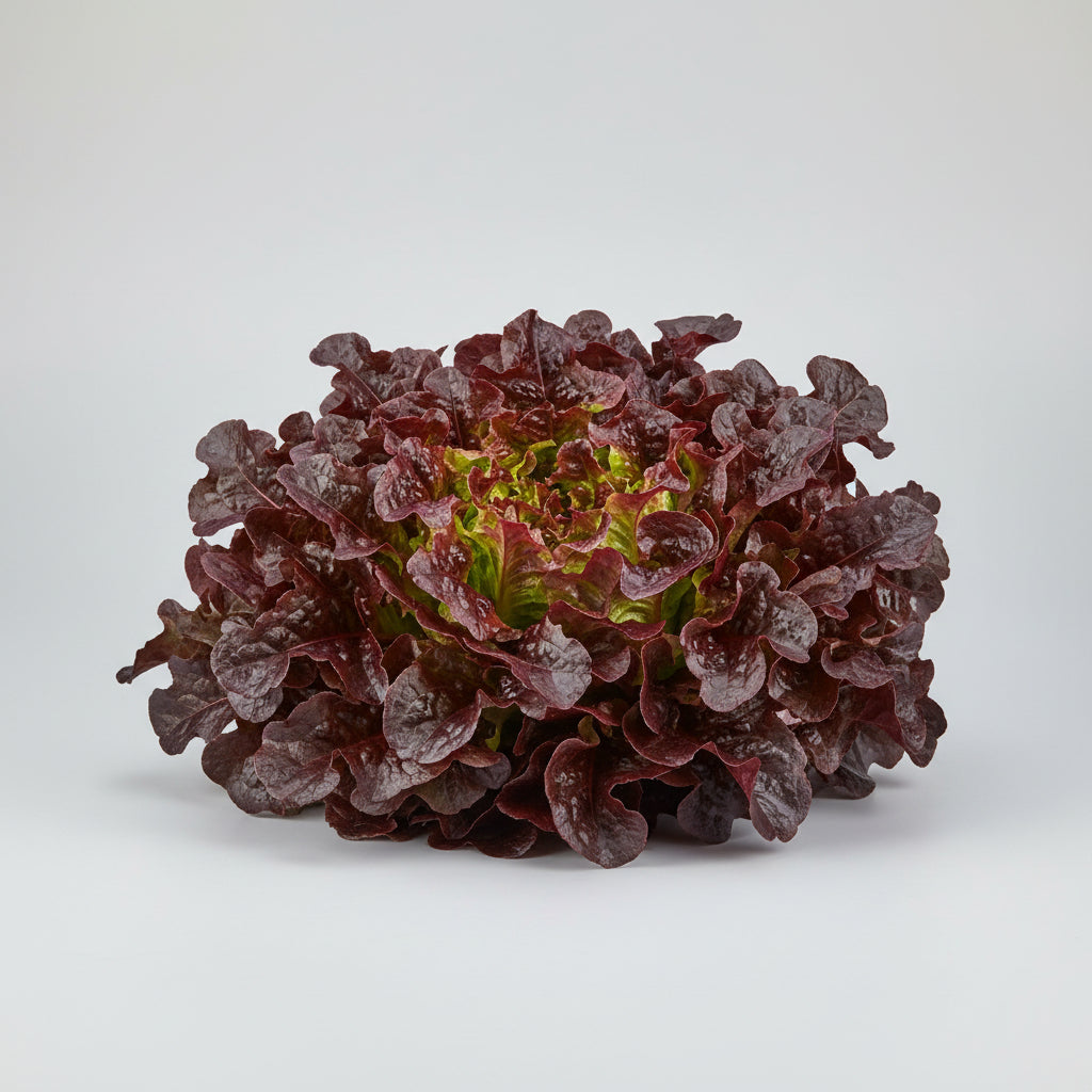 Eichblattsalat