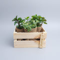 Sommerminzen-Geschenkset
