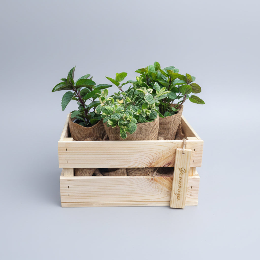 Sommerminzen-Geschenkset