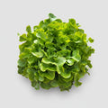 Eichblattsalat