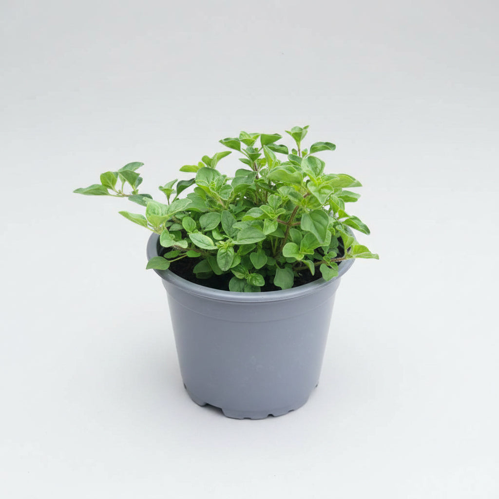 Würzoregano "Samothrake"