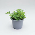 Würzoregano "Samothrake"