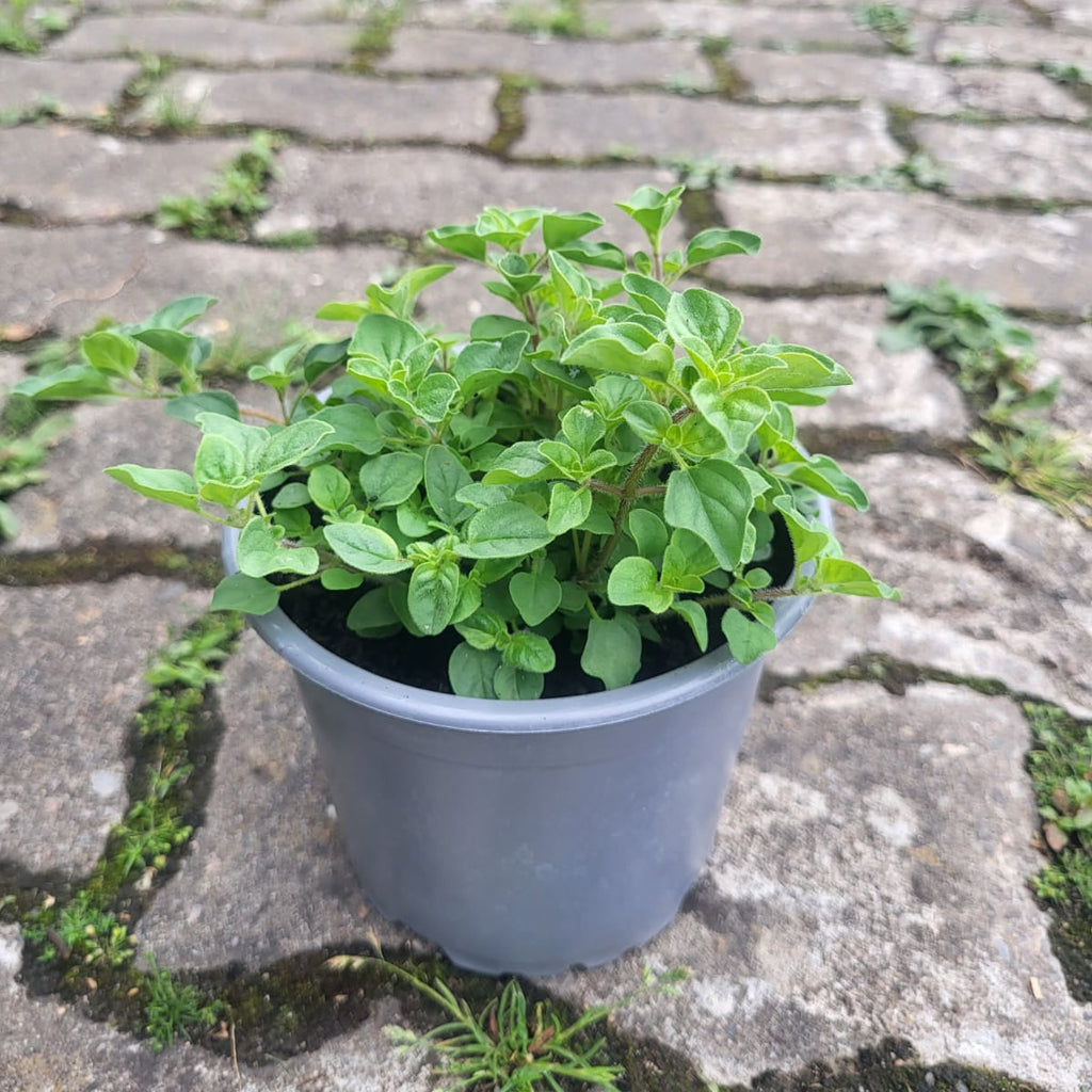 Würzoregano "Samothrake"